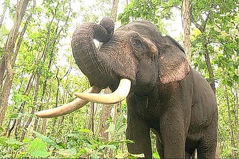 elephant ranga Death