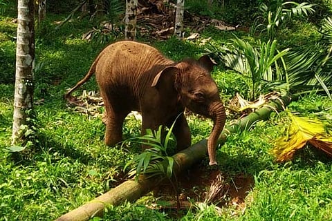 elephant