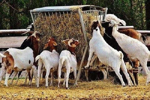 goat-and-sheep-farm
