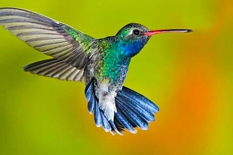 hummingbird