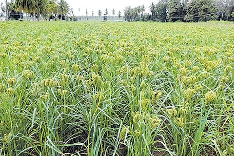 kdec12raveendra1