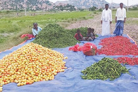 molakalmuru Tomato brinjal Crop