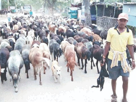 molakalmuru sheep