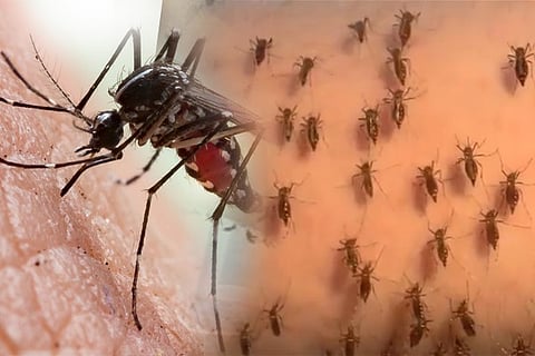 mosquito1