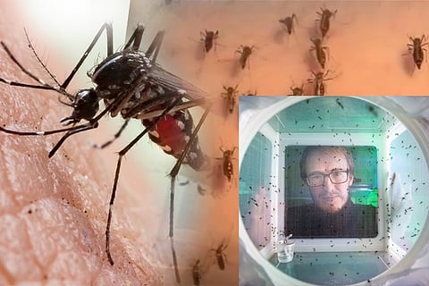 mosquito2