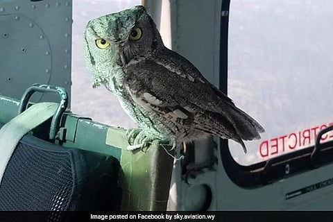owl