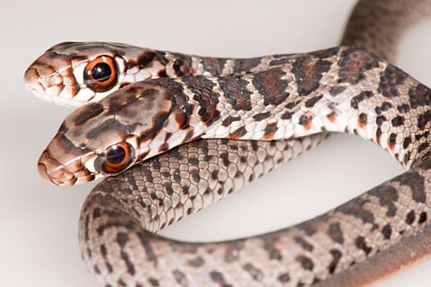 snake
