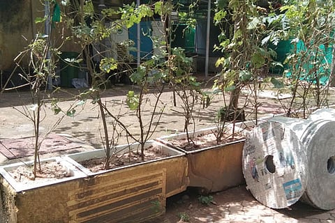 veg new
