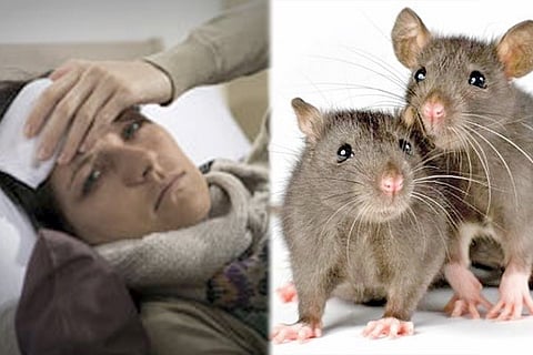 03112020 Koppal Rat Fever