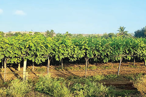 19 ARATAL 1-Web