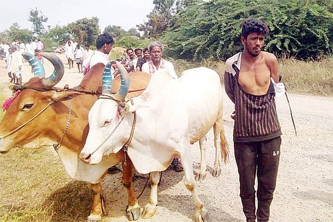 25112020 Hutti bull thief