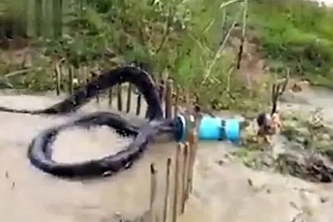 Anakonda