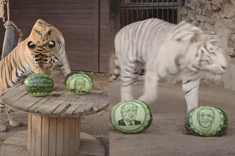 Animal