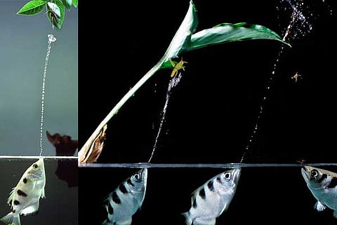 Archer Fish