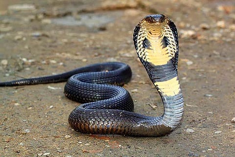 Cobra