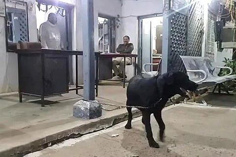 Dog