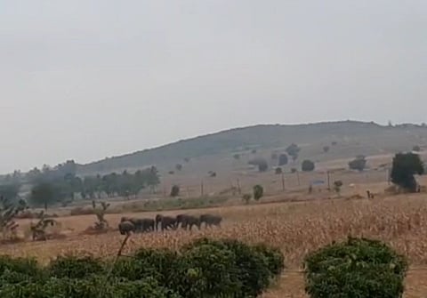 Elephant