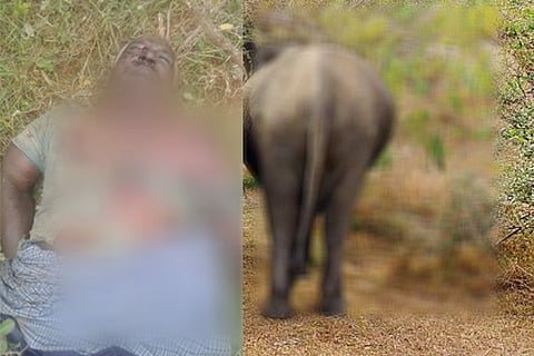 Elephant attacks