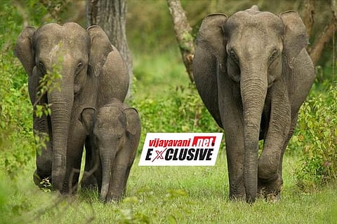 Elephant