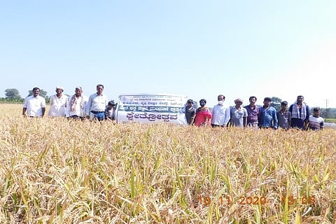 Field Day DSR Paddy cultivation (3) (1)