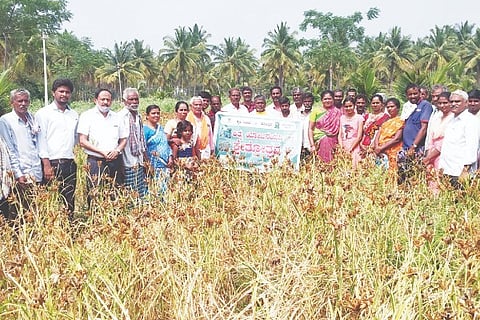 Holalkere, Bommanahalli, Ragi, Crop Field Festival,