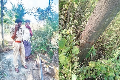 Hoollakere, Agricultural Equipment, Sandalwood, Thieves,