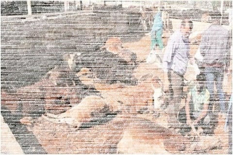 INDICATIVE IMAGE COW DEATH