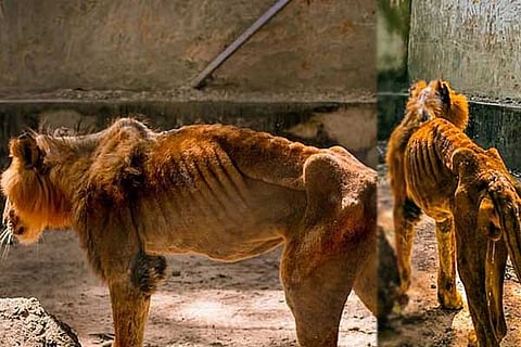 Lion