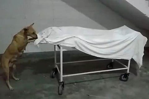 Stray Dog
