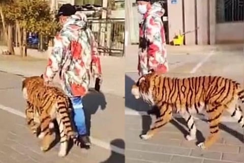 Tiger