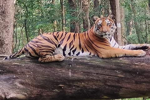 Tiger