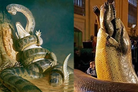 Titanoboa Snake