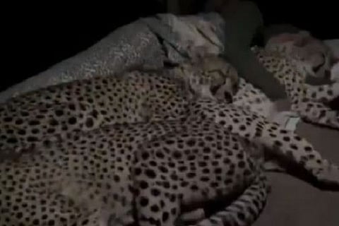 cheetah-in-pipleshwar-mahadev-temple-in-rajasthan