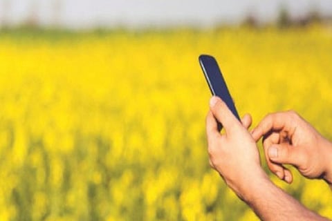 crop-survey