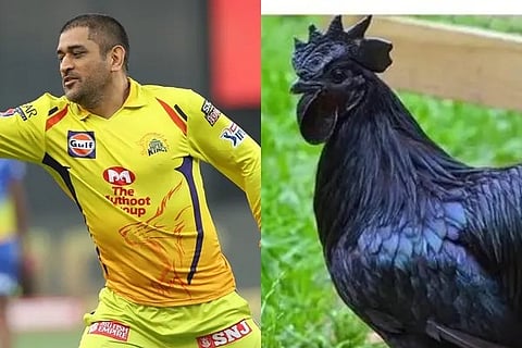 dhoni