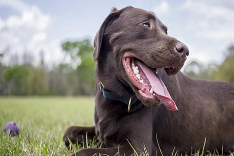 dog
