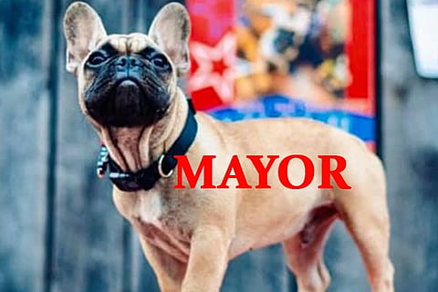 dog MAYOR