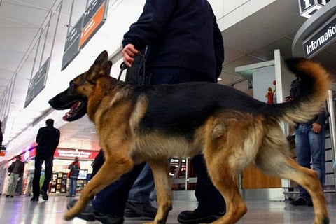 dog1