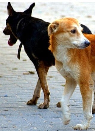dogs