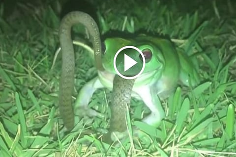 frog