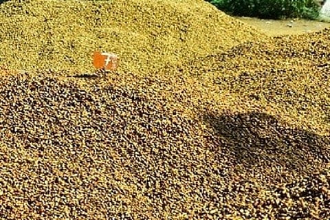 groundnut