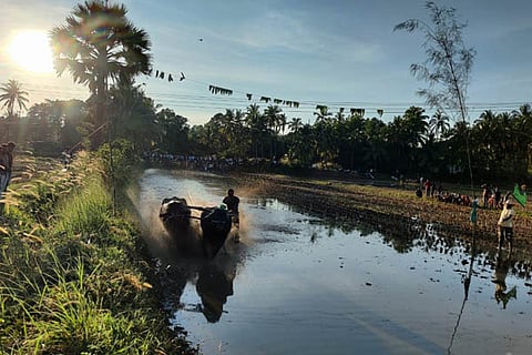 kambala