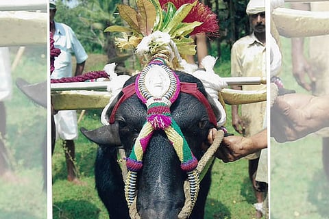 kambala