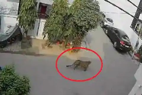 leopard