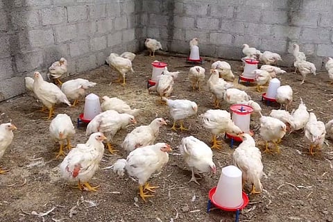 pOULTRY