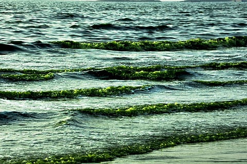 sea new