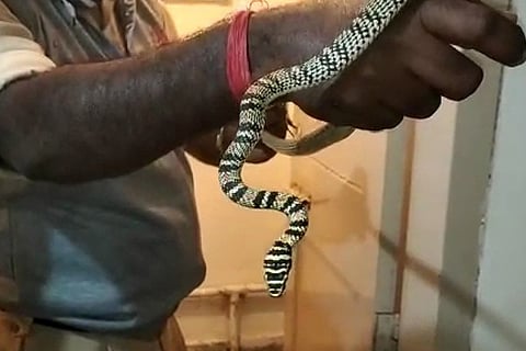 snake