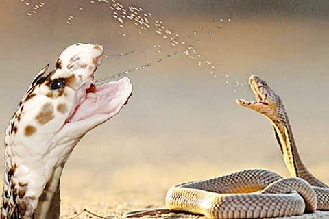 snake