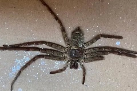 spider