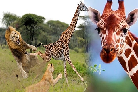 suresh